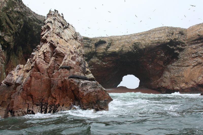 1187-Isole Ballestas,19 luglio 2013.JPG